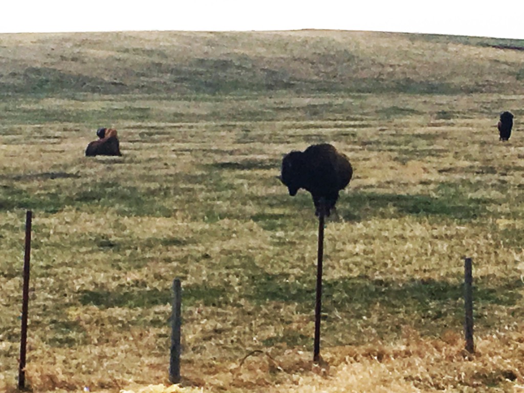 Levitating Buffalo