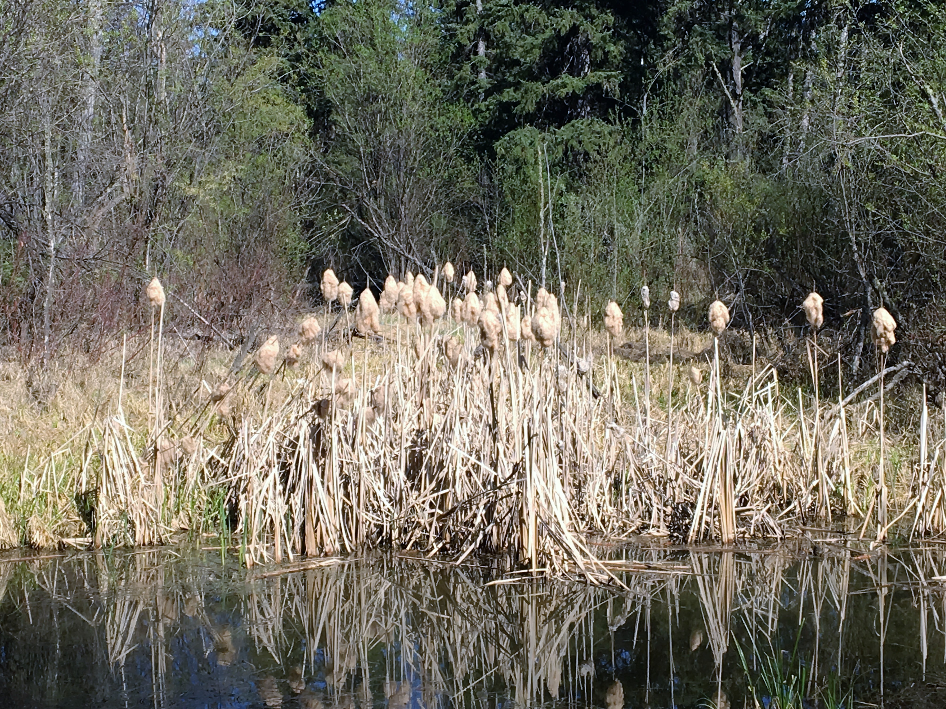 Sagitawah Campground