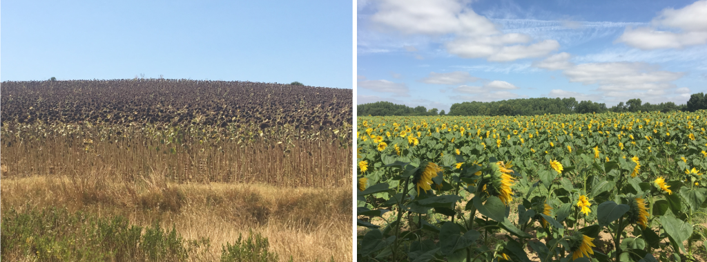 On the left: Sunflowers in Spain. On the right: Sunflowers in France.