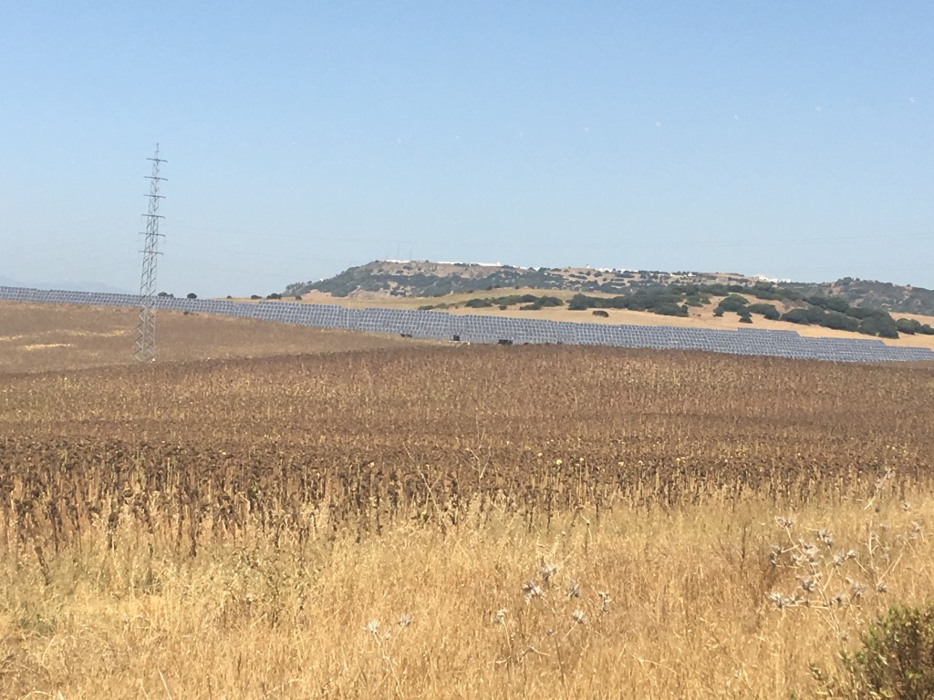 An interesting combination--sunflowers surrounding a farm of solar panels.