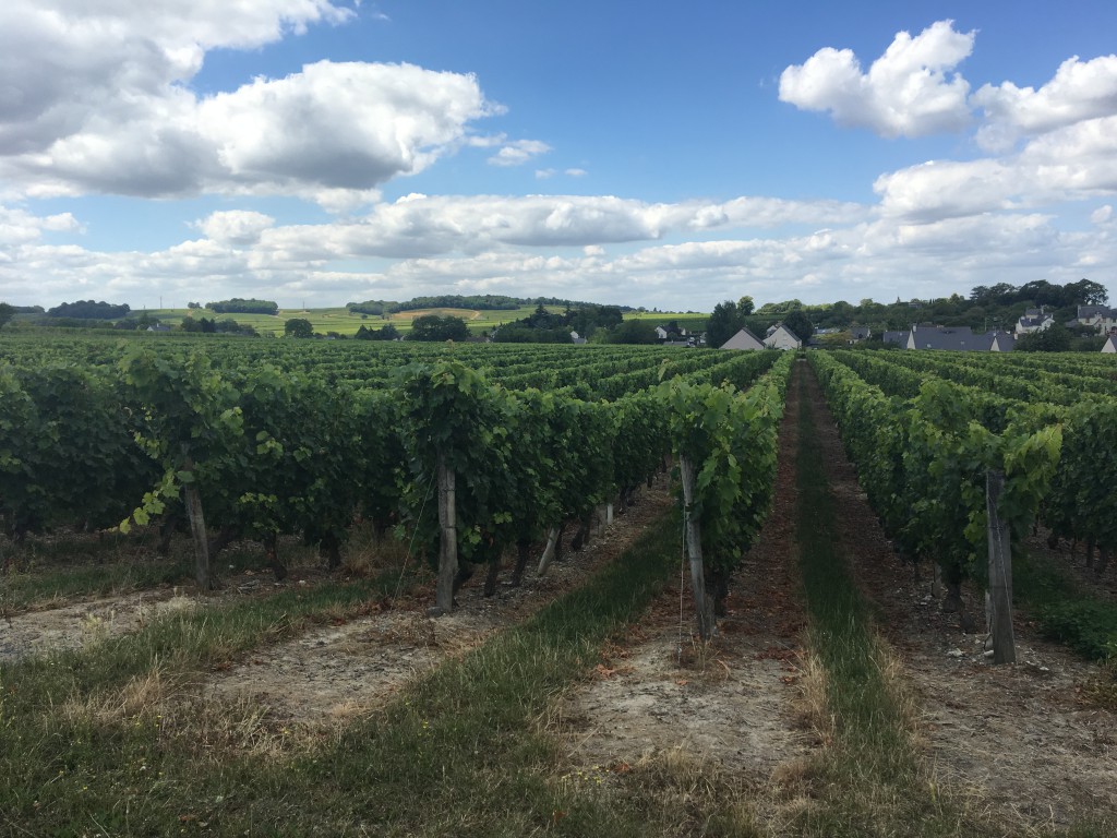 Endless miles of vinyards