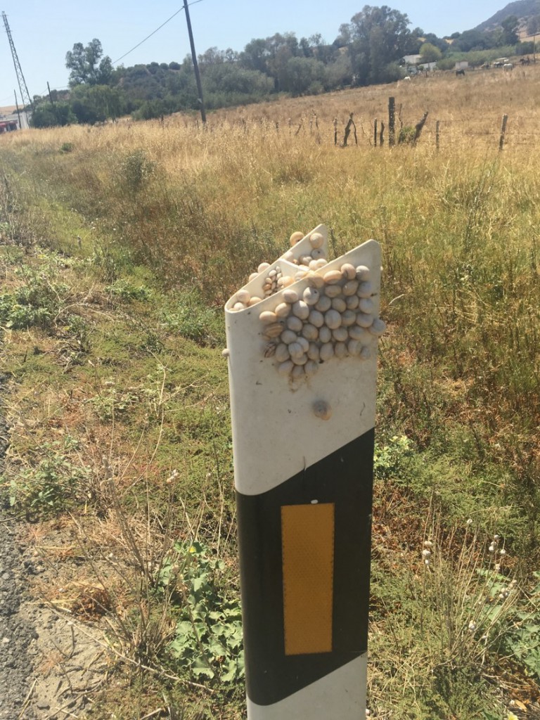 Some kind of snail was all over the sides of the roads. They like to climb up on thins, but I have no idea why.