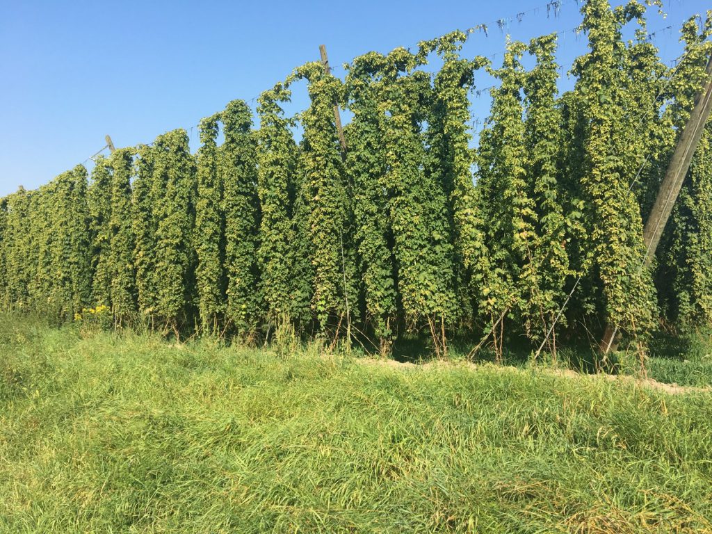 Miles of hops!