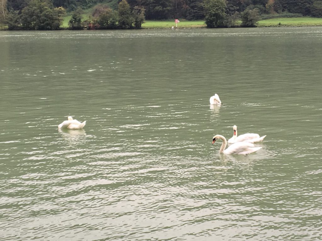 Swans on the Danube