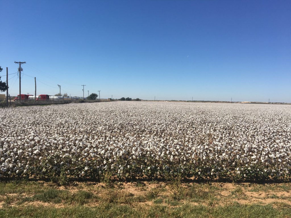More cotton fields